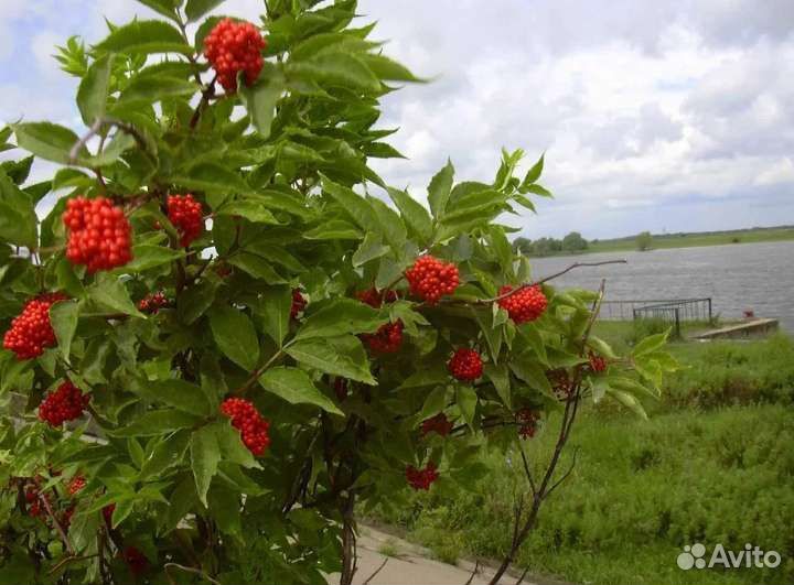 Бузина красная