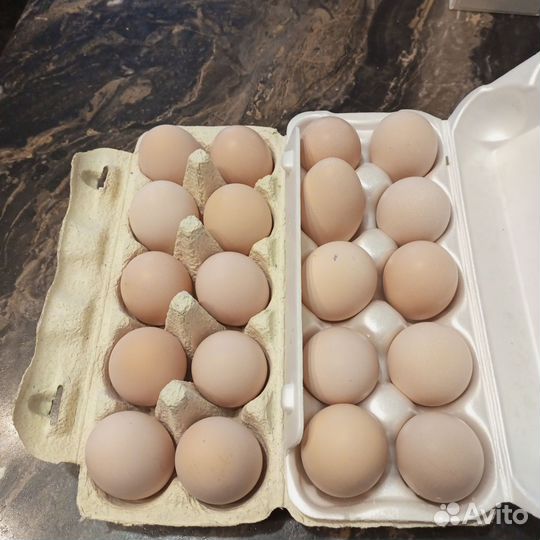 Яйцо куриное инкубационное