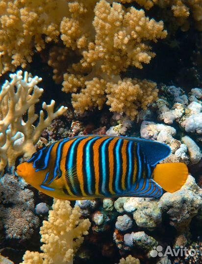 Рыбка Ангел Диакантус