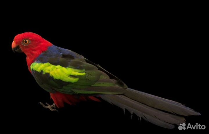 Королевская птица (попугай)