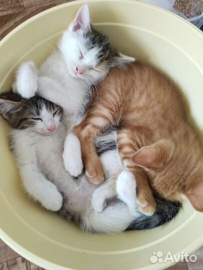 Котята в добрые руки 1 месяц