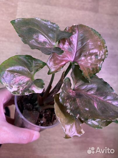 Сингониум клубничный лед