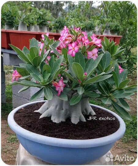 Бронь Адениум арабикум. Сеянец