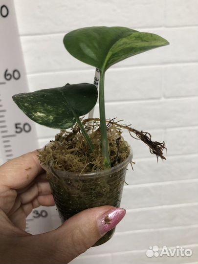 Сциндапсус Жаде сатин вариегатный