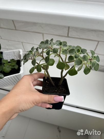 Растения по 50 (2+1 в подарок)