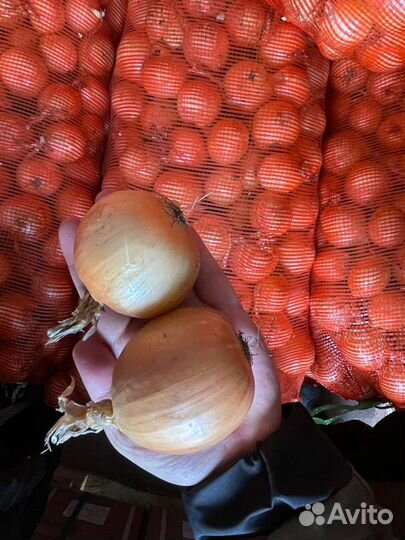 Лук репчатый