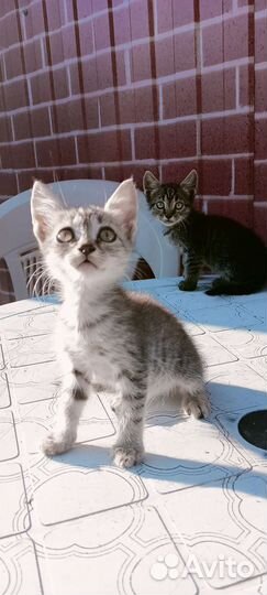 Кошка крысоловка в добрые руки