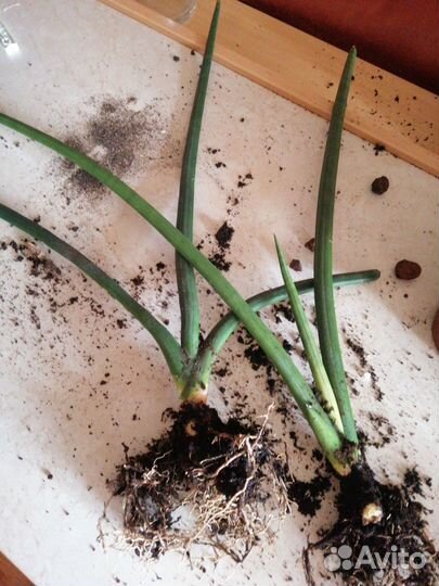 Сансевиерия цилиндрика