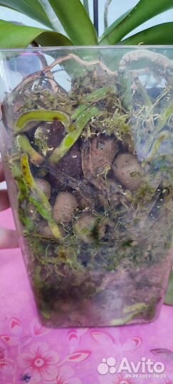 Орхидея фаленопсис маурицио или красивая улыбка