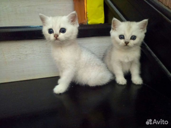 Британские котята серебристая шиншилла