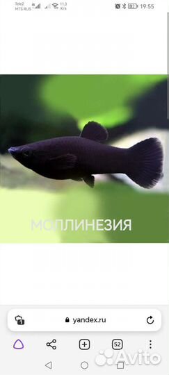 Аквариумные рыбки, креветки, улитки