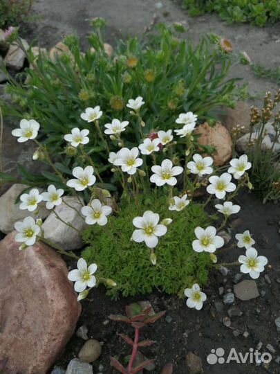 Семена цветов