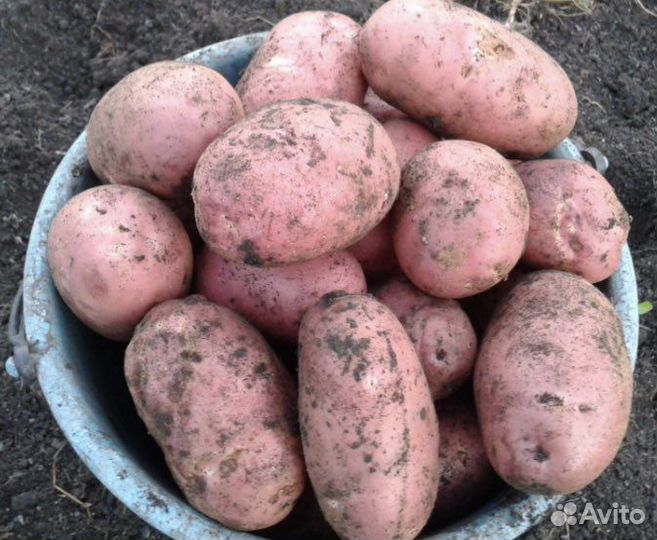 Картофель крупный, есть семена, сорт славянка