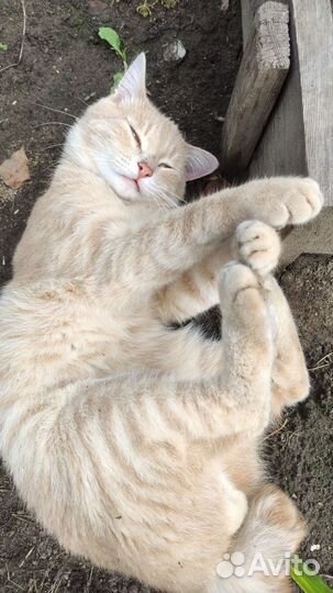 Котенок ждёт любящих родителей