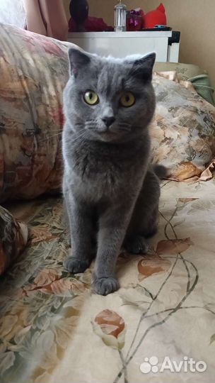Британские котята