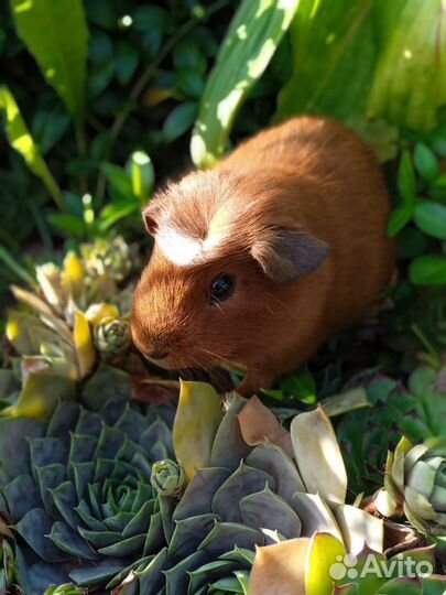 Калифорнийский крестед