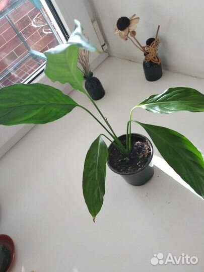 Отросток спатифиллума