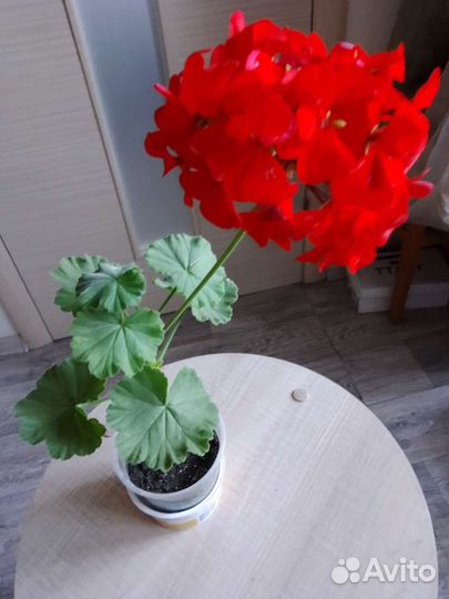Пеларгония герань