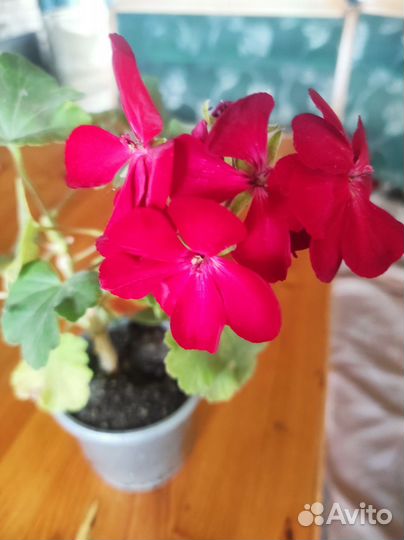 Комнатные цветы