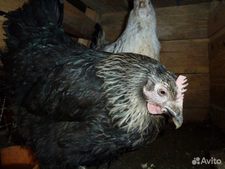 Домашняя птица