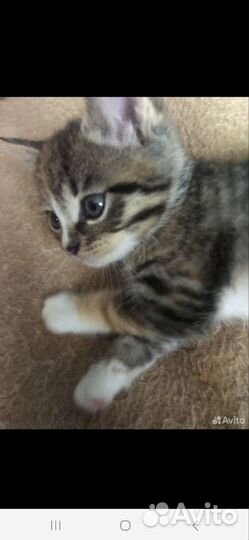 Кошки в добрые руки