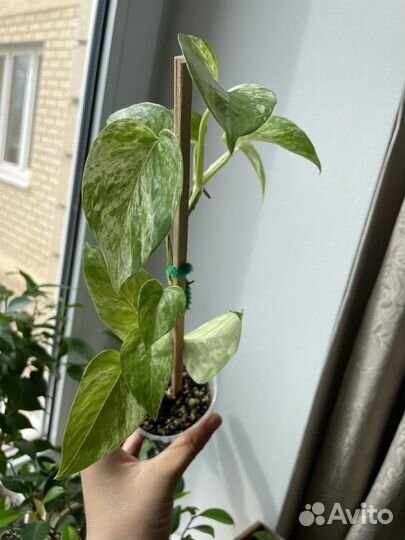 Комнатные растения