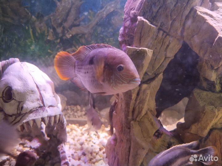 Аквариумные рыбки