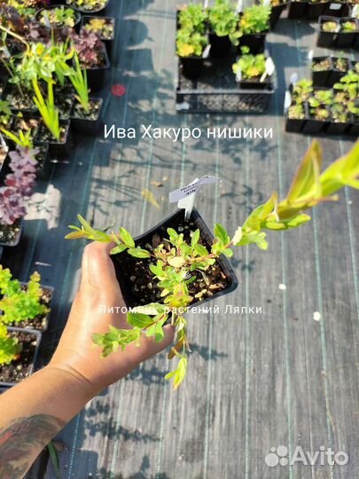 Ива Хакуро нишики