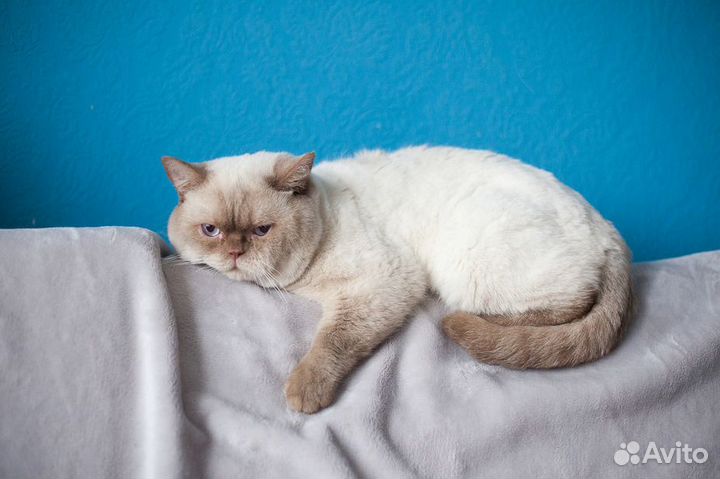 Британские котята редких окрасов