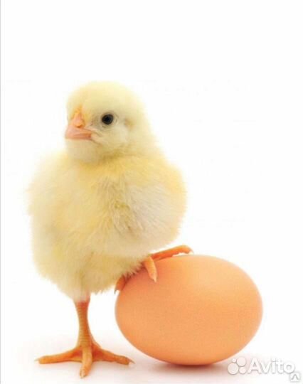 Бройлер Кобб 500, доставка