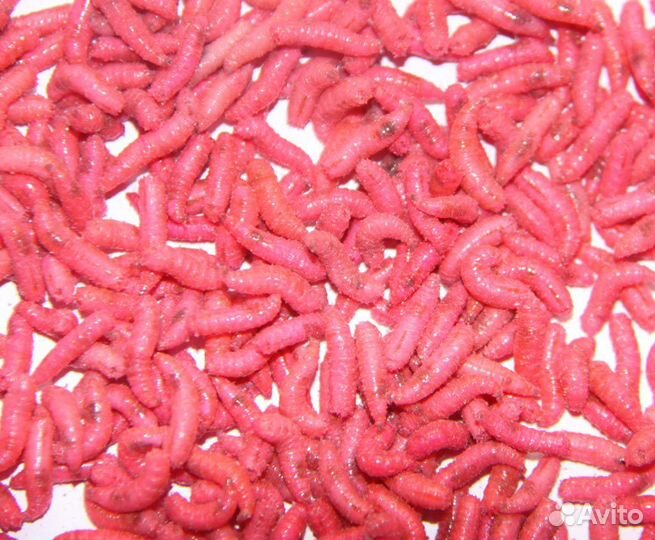 Опарыш оптом