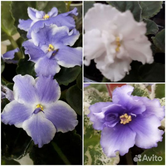 Сортовые фиалки