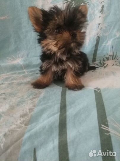 Два сыночка и лапочка дочка