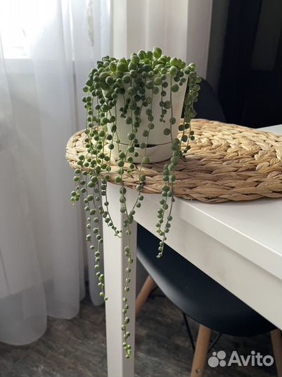 Крестовник Роули большой