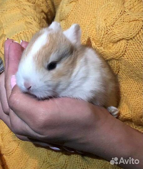 Кролики малыши ручные мини