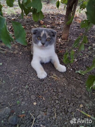Кошечка