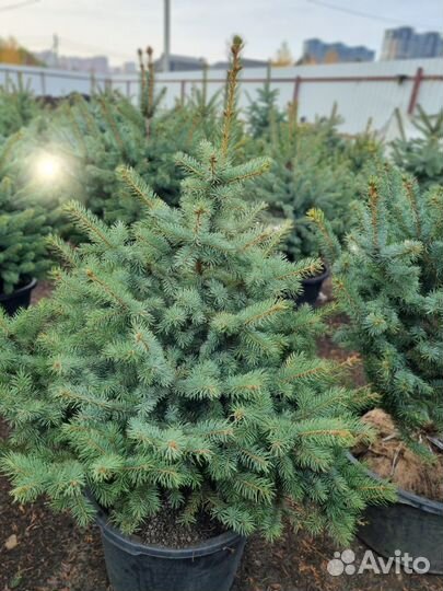 Ель голубая пышная Глаука