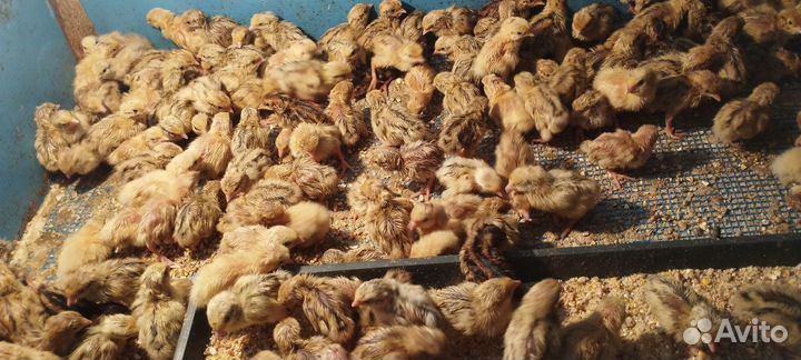 Инкубационное яйцо перепела