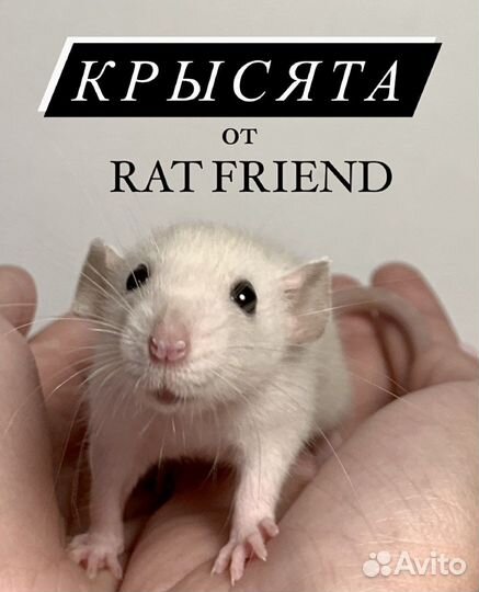 Крысята дамбо Декоративная крыса