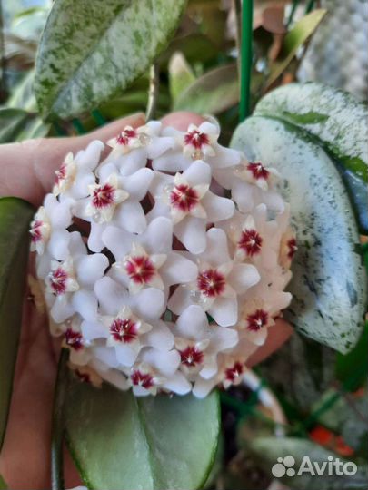 Хойя Hoya Carnosa Wilbur Graves