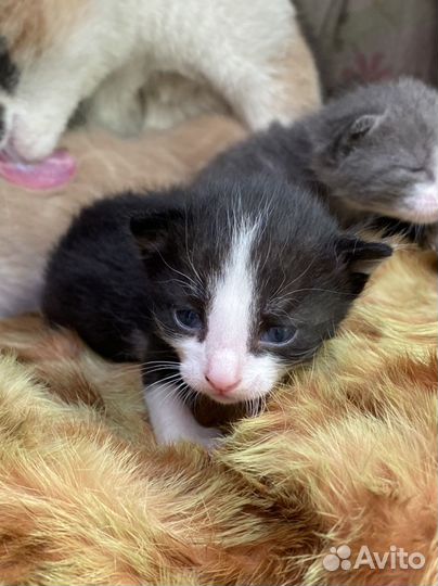 Кошка в дар