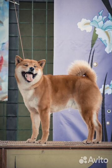 Кабель вязка саба ину