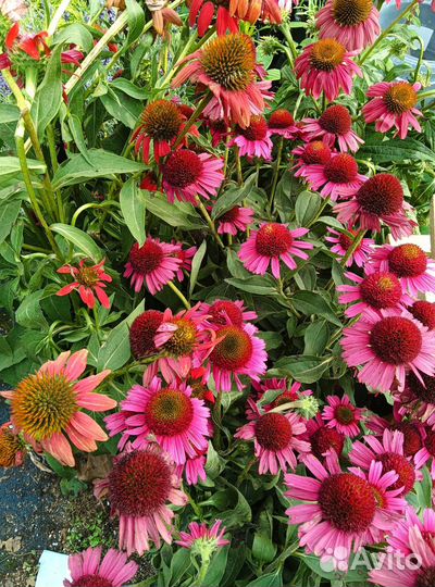 Эхинацея и другие многолетники