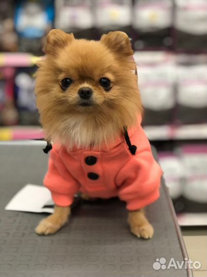 Фотосессия с micro шпицом