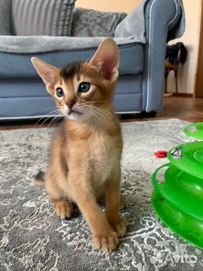 Абиссинские котята