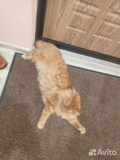 Кот в добрые руки