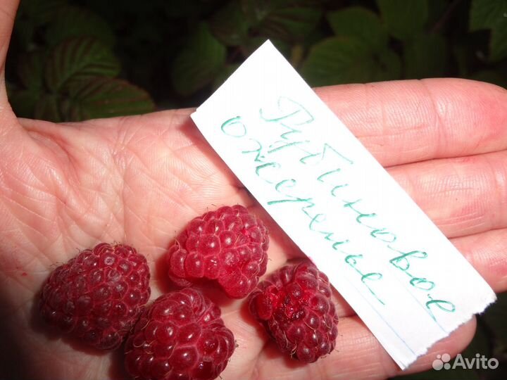 Саженцы крупноплодной малины