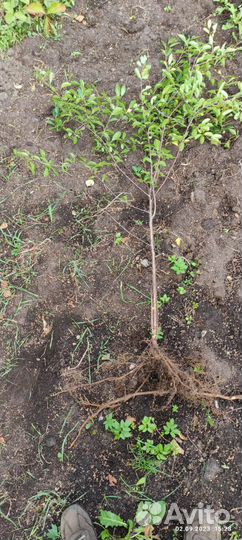 Вишня деревья