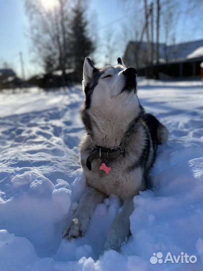 Передержка животных зоогостиница