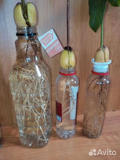 Авокадо (пророщенные в воде) и другая экзотика